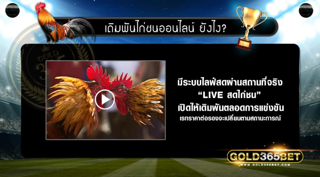 ไก่ชน-00002